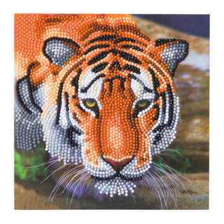 Tiger 18x18cm Card