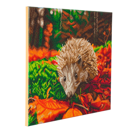 Hedgehog