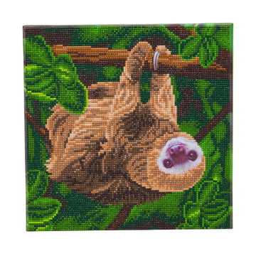 Two Toed Sloth